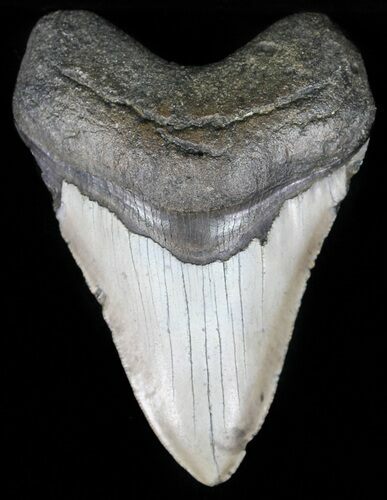 Megalodon Tooth - North Carolina #59038